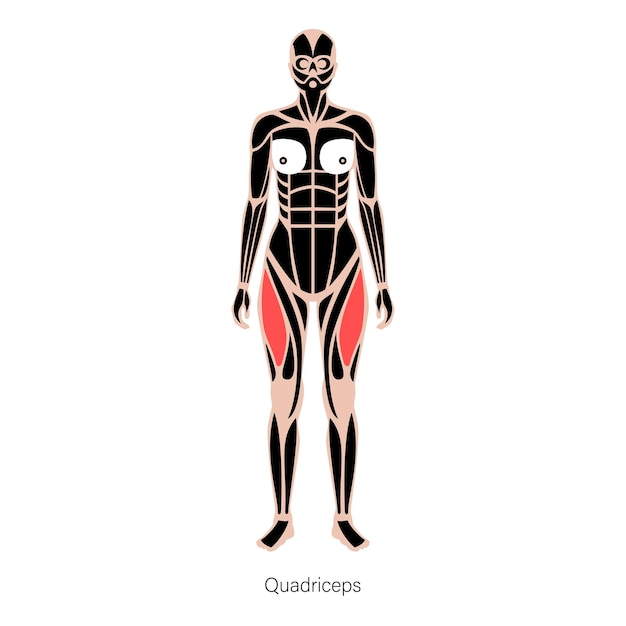 Vector piernas del sistema muscular