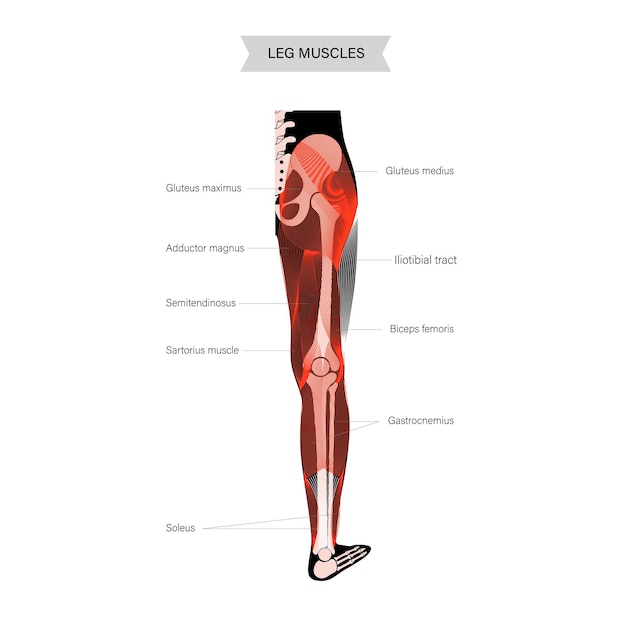 Vector piernas del sistema muscular