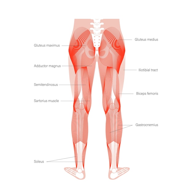 Vector piernas del sistema muscular