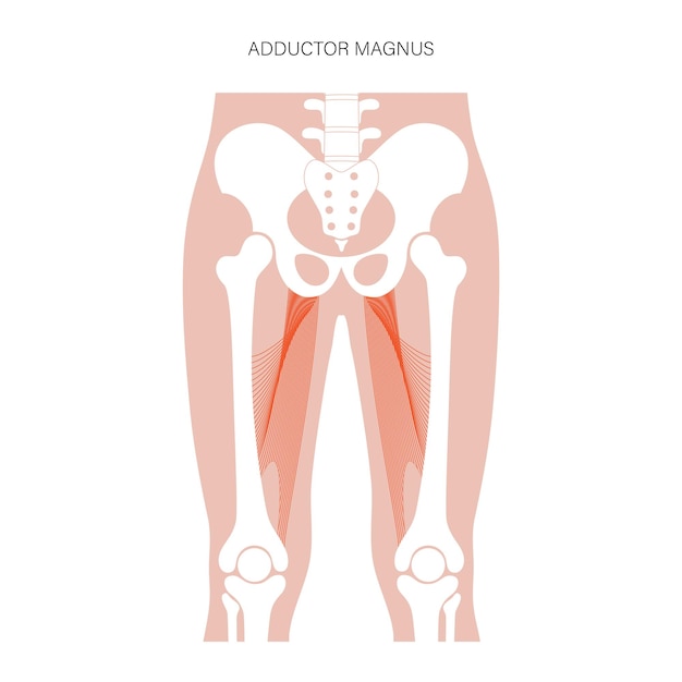 Vector piernas del sistema muscular