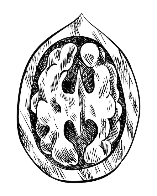 Pieza de nuez Bosquejo de tinta dibujado a mano de nuez para embalaje de plantilla de etiqueta o diseño de mercado de granjero de emblema Alimentos saludables naturales Técnica gráfica manuscrita ilustración grabada