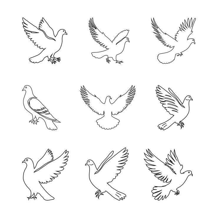 Vector pigeon set line art ilustración vectorial en fondo blanco