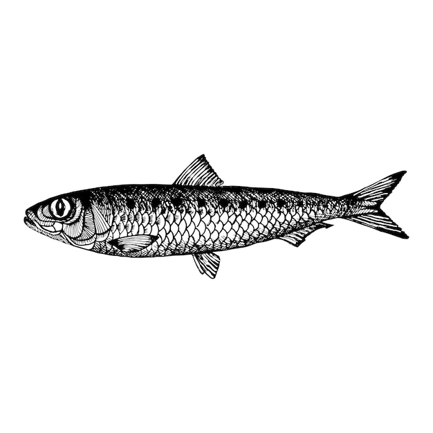 Pilarda sardina pescado de mar comercial grabado boceto dibujado a mano estilo vintage
