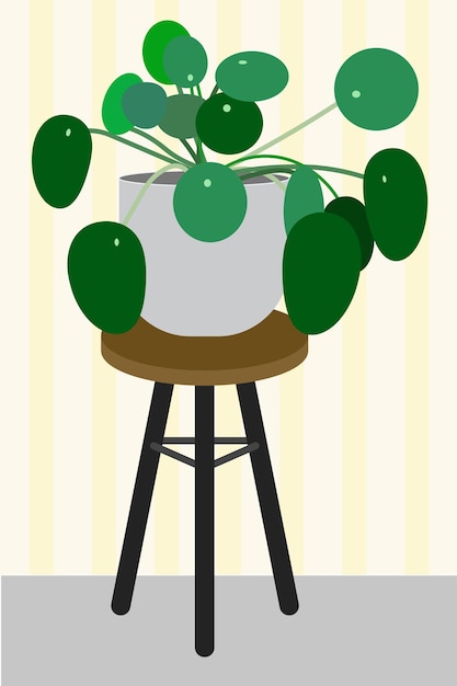 Pilea Planta del dinero