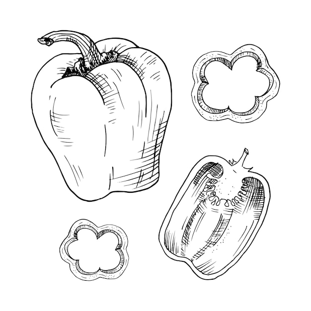 Pimenton. Pimienta dulce. Boceto dibujado a mano. Ilustración de vector aislado en blanco.