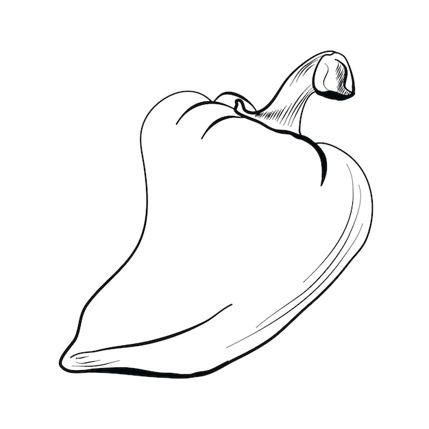 Pimentón pimiento doodle dibujo ilustración vectorial