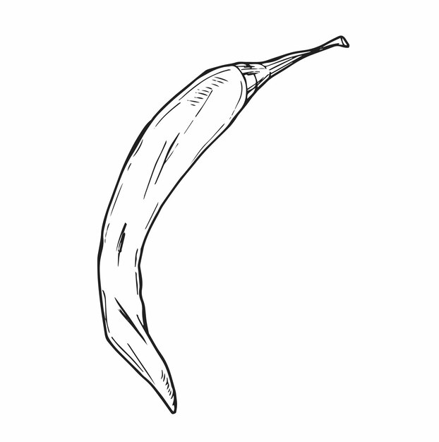 Pimienta de chile dibujada a mano con tinta de doodle Ilustración vectorial aislada en blanco