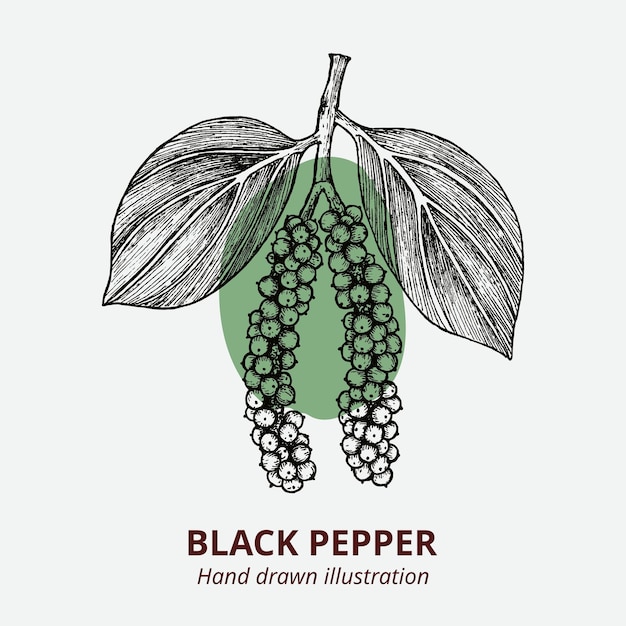 Pimienta negra dibujada a mano Ilustración vectorial de la plantilla del logotipo de la pimienta negra