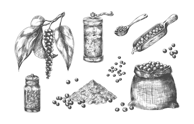 Pimienta negra Especias extraídas a mano con sabor acre Caja de pimienta de vidrio Molino para condimentos Bolsa de lona y cucharas o cucharadas llenas de ingrediente picante Maíz vectorial o conjunto de condimentos en polvo