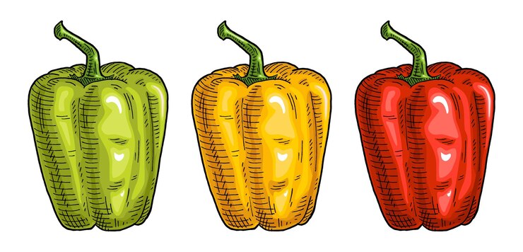 Vector pimientos dulces amarillos verdes rojos enteros ilustración de vector de grabado vintage