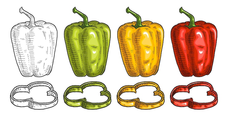 Vector pimientos dulces amarillos verdes rojos enteros y en rodajas ilustración de vector de grabado vintage