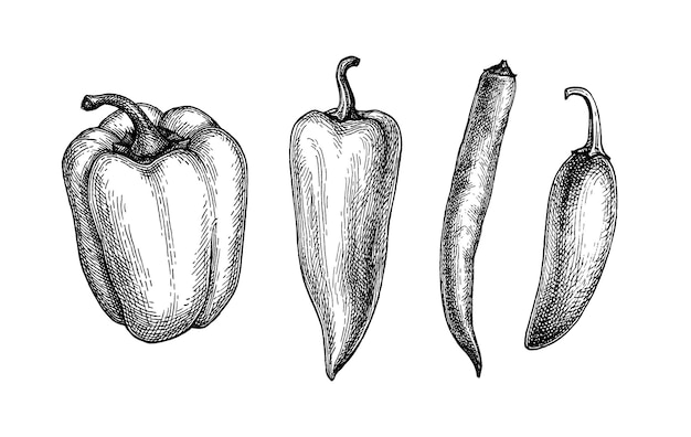 Pimientos largos y chiles. Dibujos de tinta de estilo vintage.