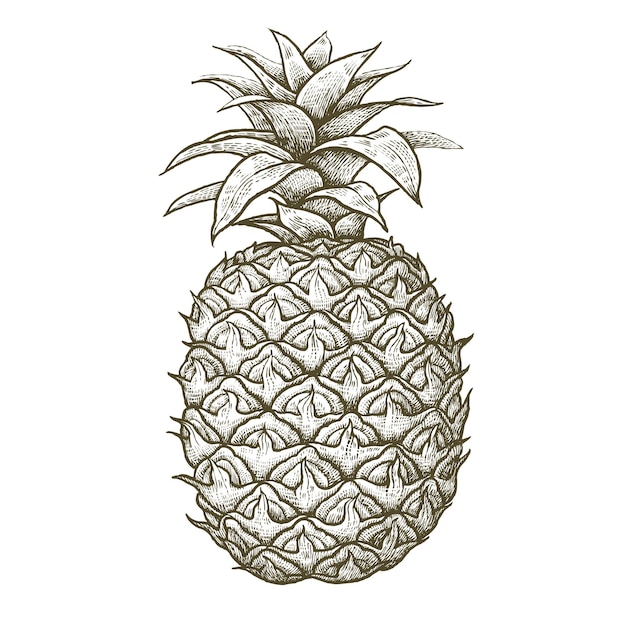 Vector piña de frutas exóticas aislado sobre fondo blanco.