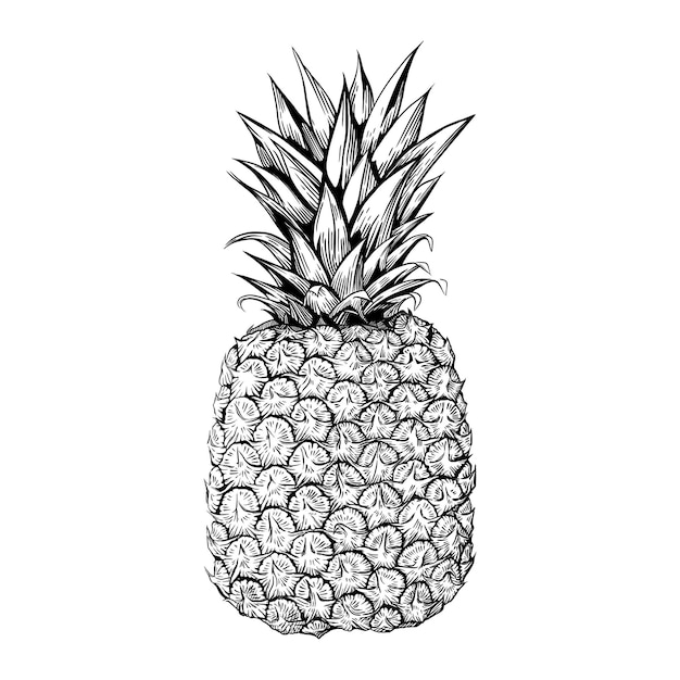 Una piña. Ilustración de vector dibujado a mano aislado sobre fondo blanco.