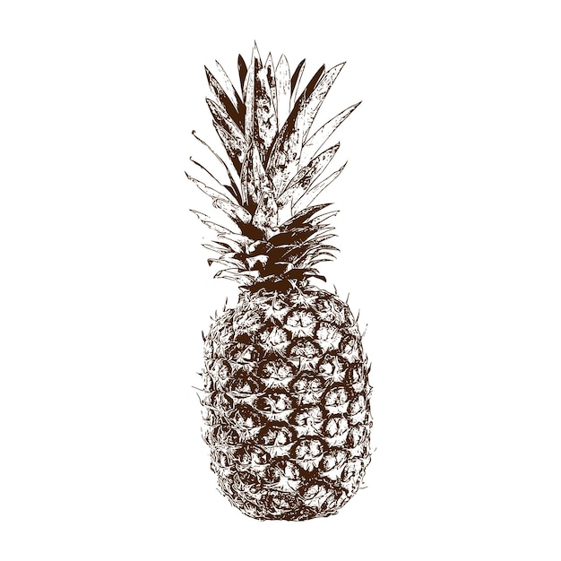 piña Vector antiguo grabado dibujo ilustración de piña en pizarra blanca