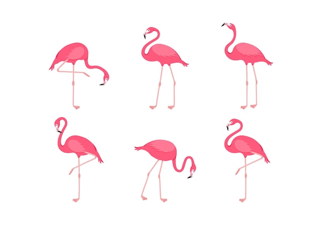 Pink flamingo tropical dibujos animados pájaro icono lindo verano animal conjunto zoo vector ilustración