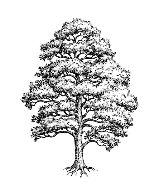 Pino silvestre Árbol de coníferas Boceto de tinta aislado sobre fondo blanco Ilustración de vector dibujado a mano