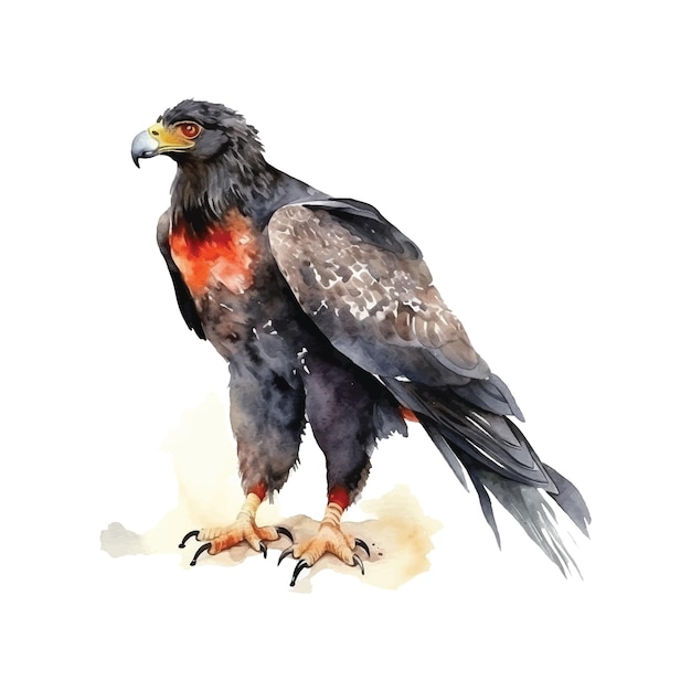 Vector pintura de acuarela bateleur eagle