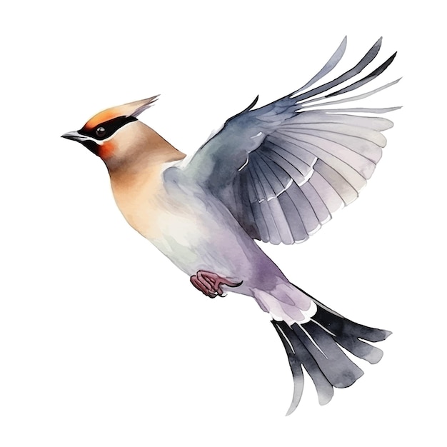 Pintura de acuarela bohemia Waxwing