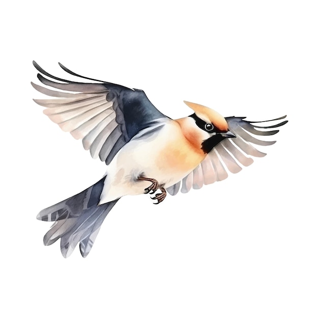 Vector pintura de acuarela bohemia waxwing