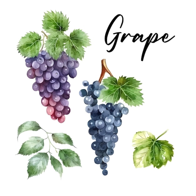 Pintura acuarela dibujada a mano sobre fondo blanco Ilustración vectorial de uvas de frutas