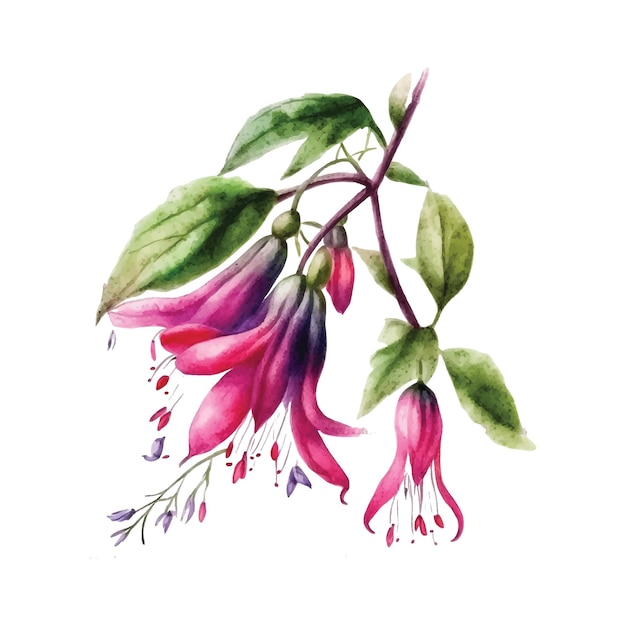 Vector pintura acuarela flor fucsia