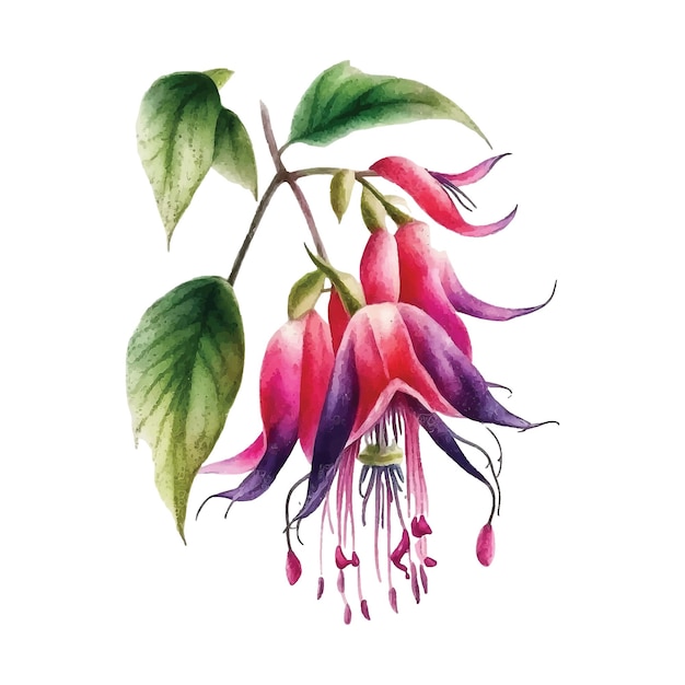 Vector pintura acuarela flor fucsia