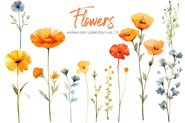 Pintura en acuarela de flores y hojas Elementos vectoriales florales dibujados a mano aislados sobre fondo blanco