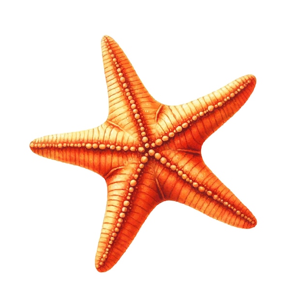 Vector pintura de acuarela de pez estrella de mar naranja ilustración vectorial