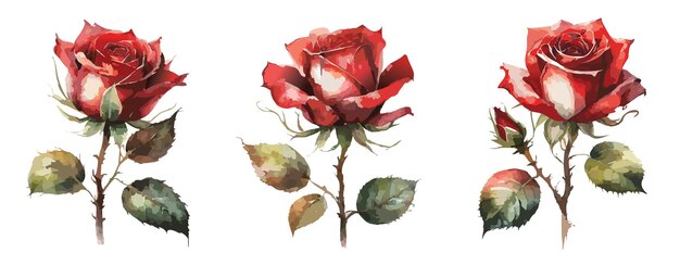 Pintura en acuarela de rosas rojas