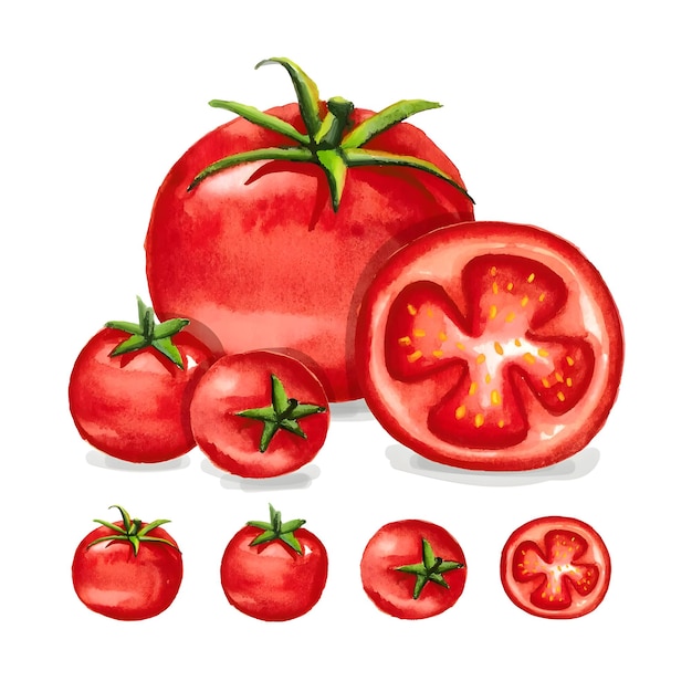 Pintura en acuarela de tomates rojos