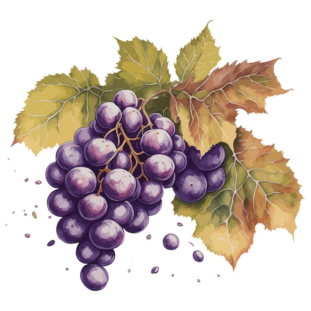 Una pintura de acuarela de uvas con hojas y la palabra uvas.