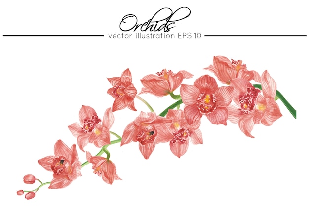 Pintura ilustración de vector de flores de orquídeas