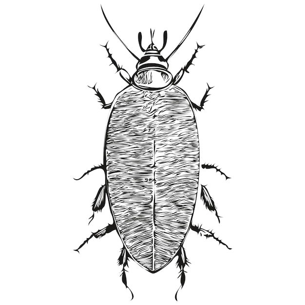 Pintura lineal en blanco y negro dibujar cucarachas ilustración vectorial cucarachas