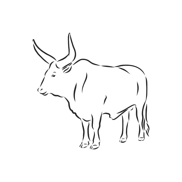 Pintura lineal en blanco y negro dibujar ilustración de vector de toro. toro, vector, bosquejo, ilustración