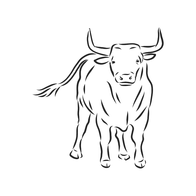 Pintura lineal en blanco y negro dibujar ilustración de vector de toro. toro, vector, bosquejo, ilustración