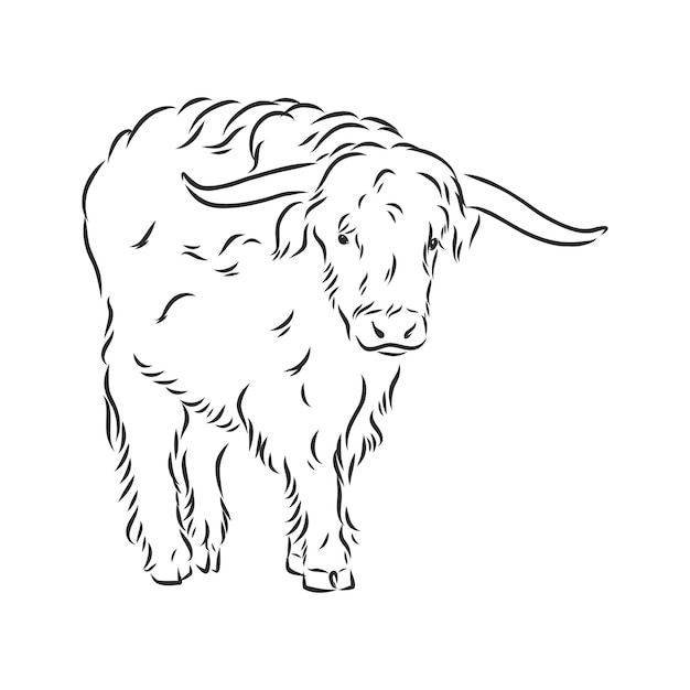 Pintura lineal en blanco y negro dibujar ilustración de vector de toro. toro, vector, bosquejo, ilustración