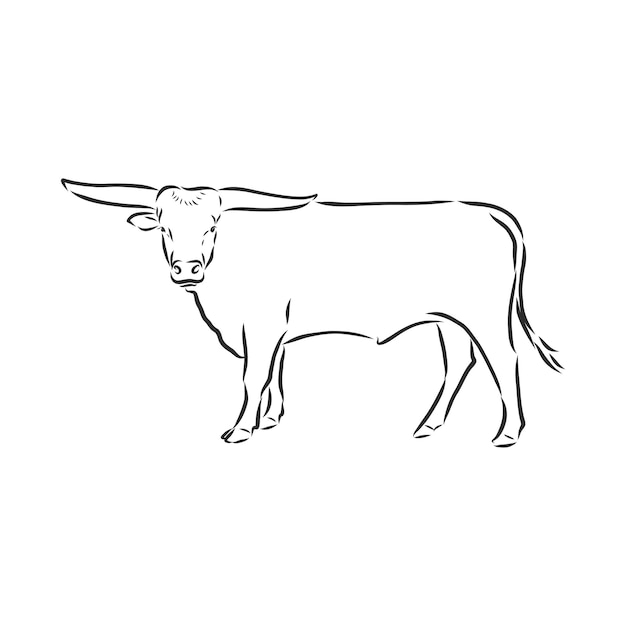 Pintura lineal en blanco y negro dibujar ilustración de vector de toro. toro, vector, bosquejo, ilustración
