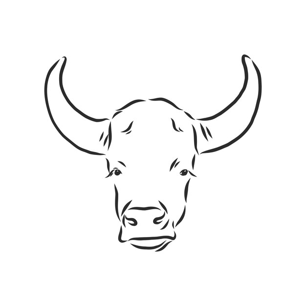 Pintura lineal en blanco y negro dibujar ilustración de vector de toro. toro, vector, bosquejo, ilustración