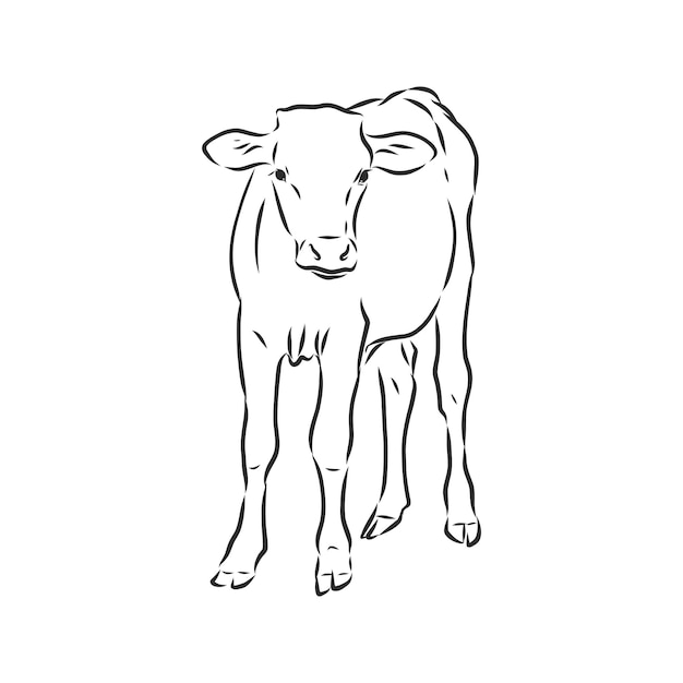Pintura lineal en blanco y negro dibujar ilustración de vector de toro. toro, vector, bosquejo, ilustración