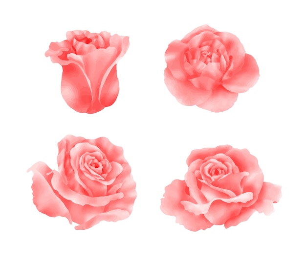 Pintura vectorial realista de rosas en acuarela