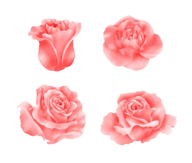 Vector pintura vectorial realista de rosas en acuarela