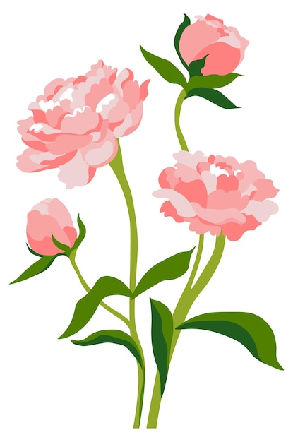 Pion o rosa en flor flor de peonía floreciendo