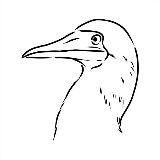 El piquero de patas azules Dibujo lineal. Ilustración en blanco y negro. Vector.