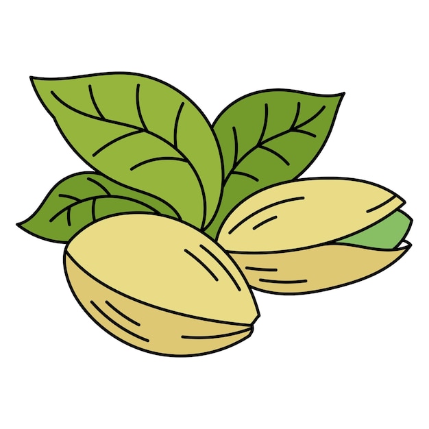 Vector el pistacho ingrediente de cocina ilustración vectorial