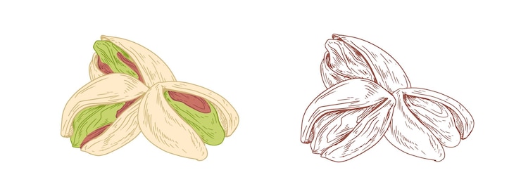 Vector pistachos coloreados y boceto esbozado sin pintar de frutos de pistachos. granos verdes en pocas palabras. ilustración de vector dibujado a mano en estilo retro aislado sobre fondo blanco.