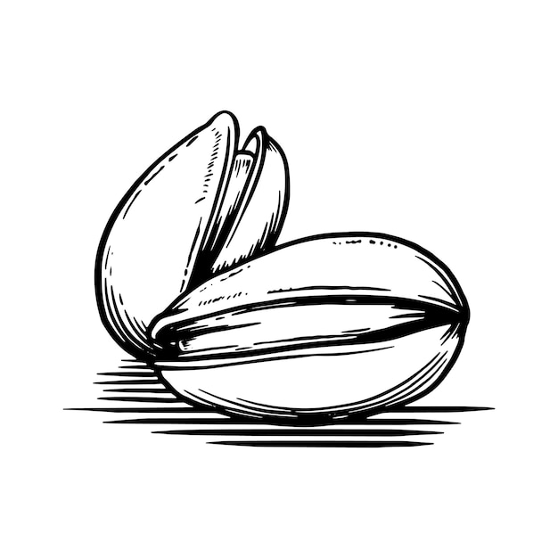 Pistachos de estilo dibujado a mano Elemento de boceto vintage para etiquetas y embalajes Dibujo detallado de alimentos
