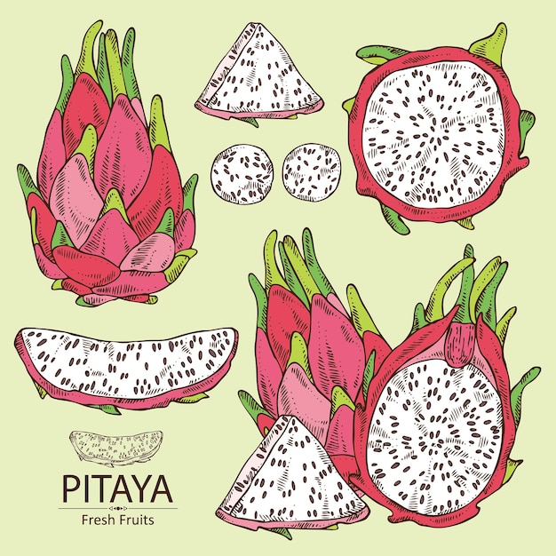 Vector el pitaya