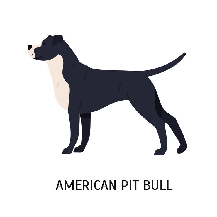 Vector pitbull terrier americano. gran perro de captura inteligente aislado sobre fondo blanco. magnífico animal doméstico de pura raza o mascota de raza de pelo corto. ilustración de vector colorido en estilo de dibujos animados plana.