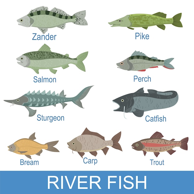 Vector pizarra de identificación de peces de río con nombres